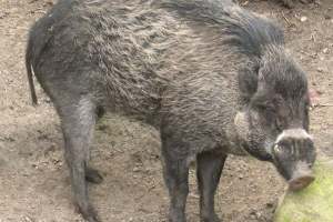 Visai warf sertés - kryushka a törvény védelme alatt